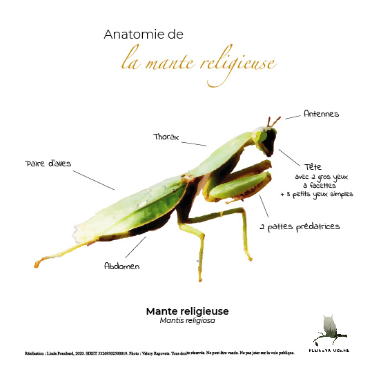 Carte d'anatomie de La mante religieuse