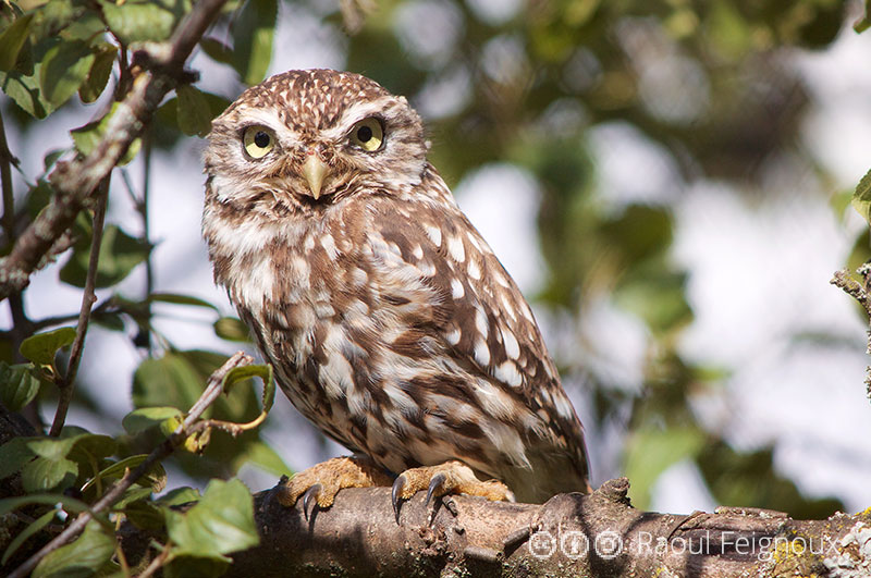 Sortie nature dans la forêt du Bourgailh avec Linda Pouchard, guide naturaliste et technicienne en génie écologique à Bordeaux, Gironde, Nouvelle Aquitaine