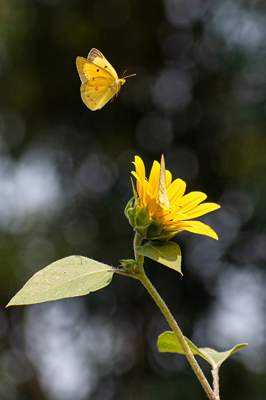 Inventaire insectes