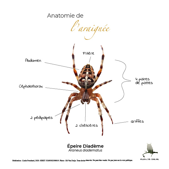 Carte d'anatomie de L'araignée