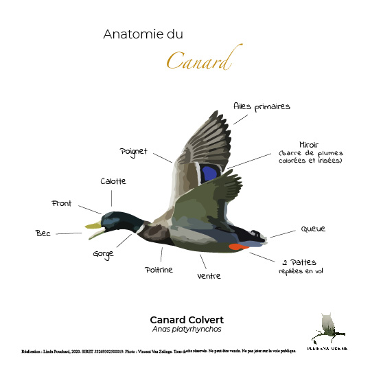 Carte d'anatomie de Le canard