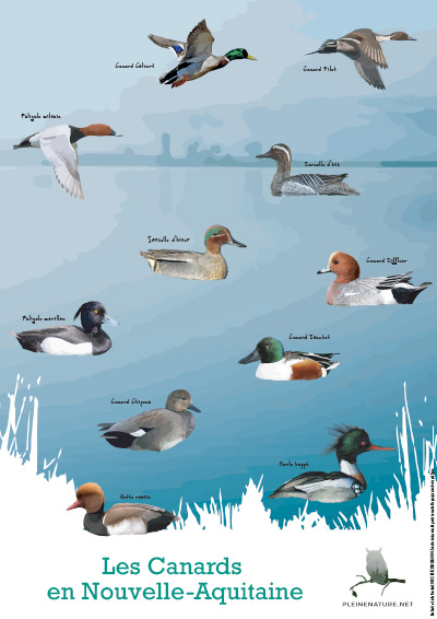 Poster : Les canards