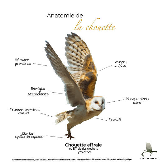 Carte d'anatomie de La chouette