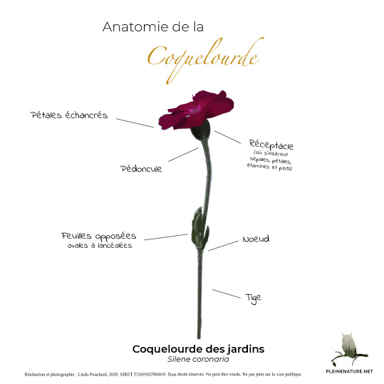 Carte d'anatomie de La coquelourde