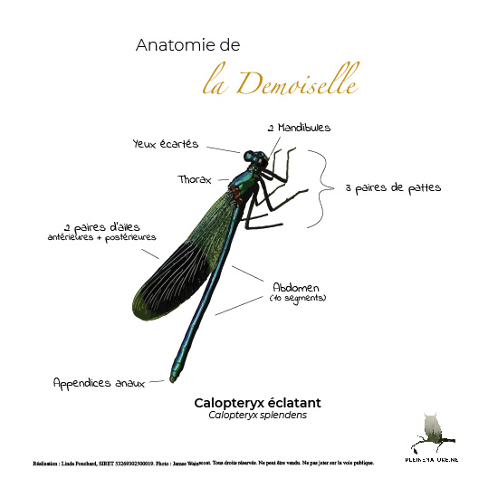 Carte d'anatomie de La demoiselle