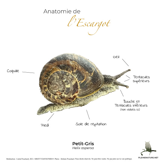 Carte d'anatomie de L'escargot