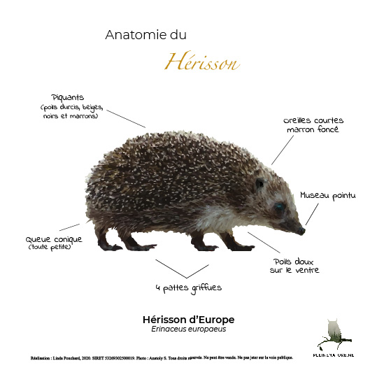 Carte d'anatomie de Le hérisson