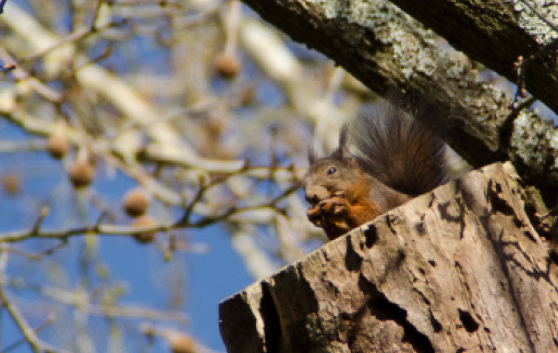 Sortie nature au Parc Bordelais avec Linda Pouchard, guide naturaliste et technicienne en génie écologique à Bordeaux, Gironde, Nouvelle Aquitaine